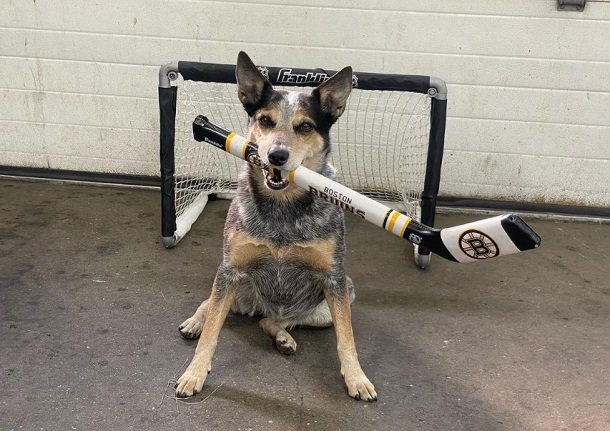 Pepper the Australian cattle dog plays hockey. She is pictured here with a small net behind her and a hockey stick in her mouth proudly supporting her Boston Bruins. 