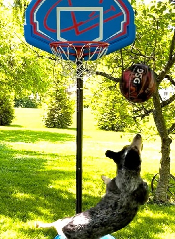 Pepper the Australian cattle dog tipping in a shot on the basketball court.