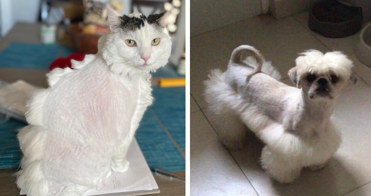 a cat and dog modeling bad haircuts they got at groomer.