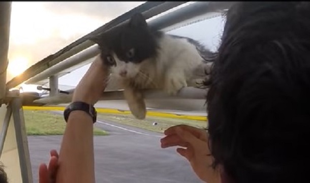 Pilot rescuing cat from inside wing after safely landing the airplane.