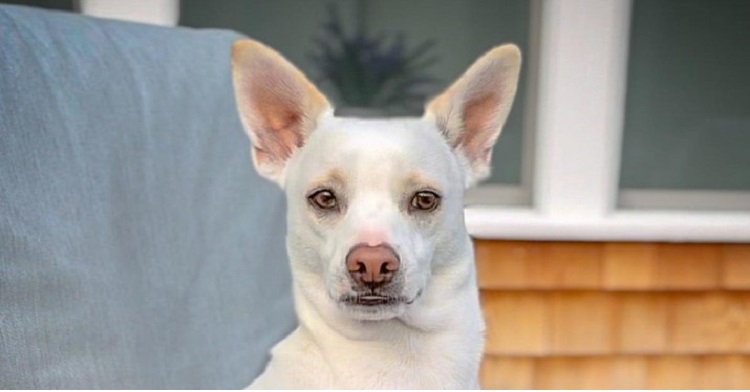 Image of Poundcake the deaf dog sitting in a patio chair