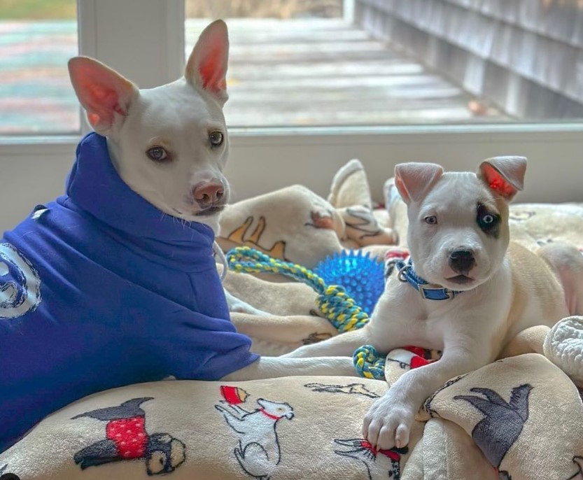 Poundcake and a friend on National Rescue Dog day.