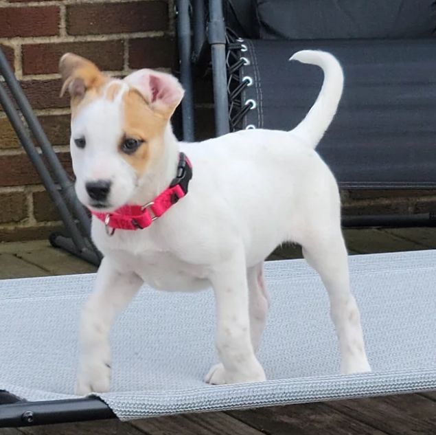 cute pup with curled ears