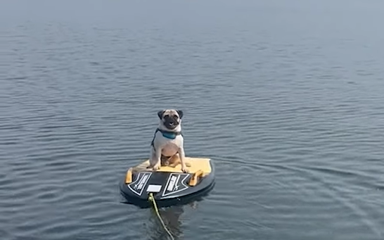 Pug sitting in a board at a lake, ready for kneeboarding.