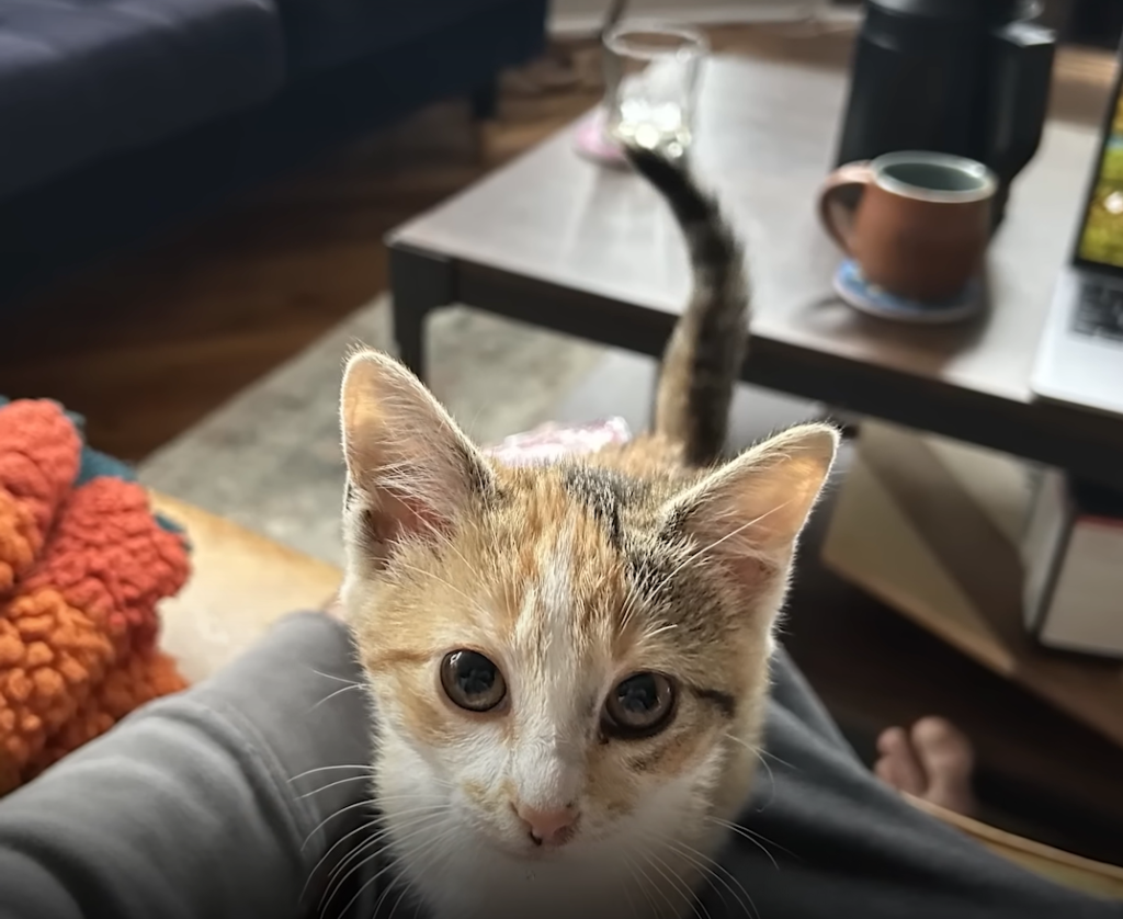 Kitten posing for a picture from Officer Rugg's lap.