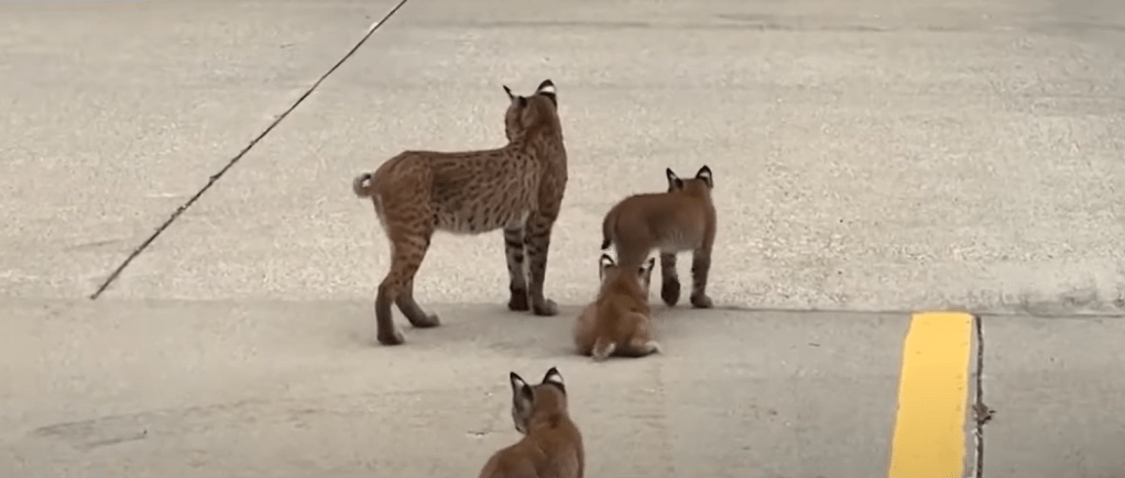 Bobcat family strolling around in parking lot.