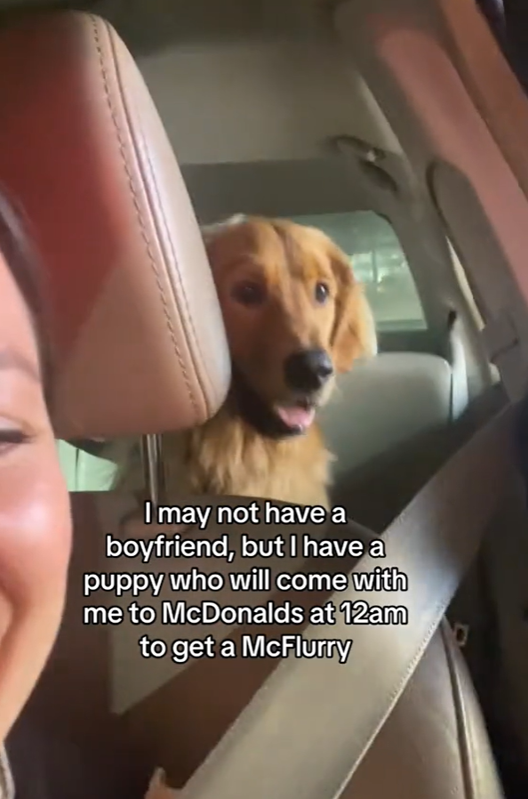 Golden retriever sits in backseat of car waiting for midnight snack.