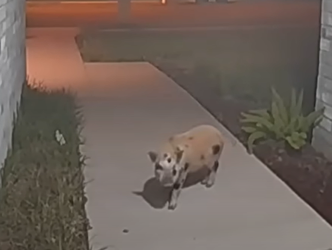 a pig standing on a sidewalk in a doorbell cam.