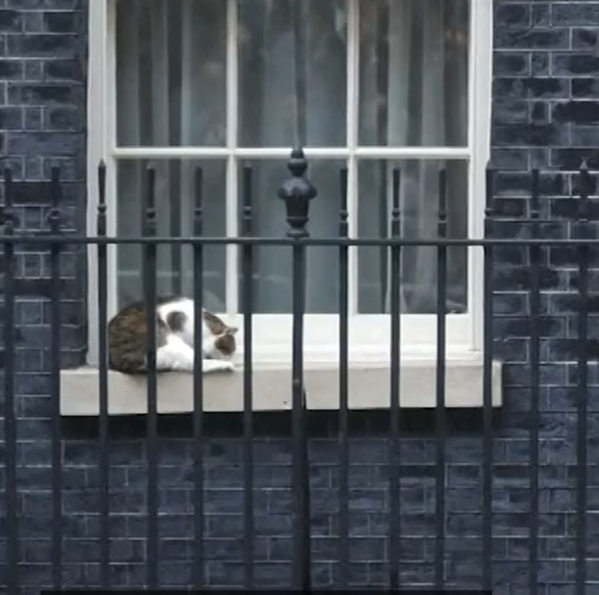 Larry the cat of Downing Street napping on the windowsill.