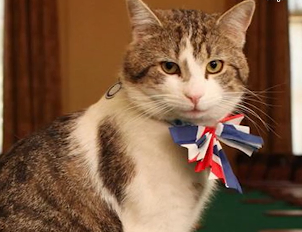 Larry the cat of Downing Street posing with a bow.