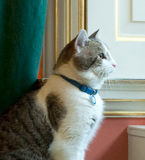 Larry the cat of Downing Street watching the street from his window.