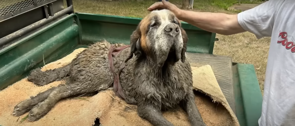 Rescued dog sits in back of a truck covered in mud.