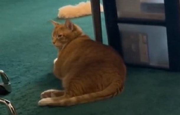 Image shows ginger cat, Snicker Doodle, laying on a green carpet.
