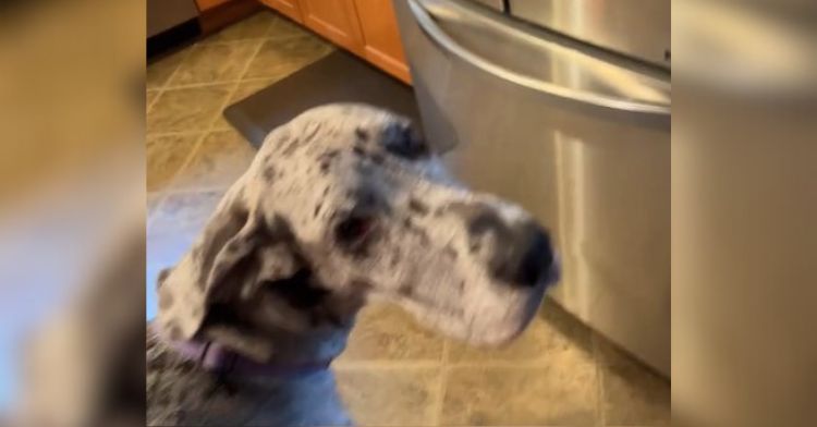 Great Dane dog begging her "mom" for something from the freezer. spoiled pets.