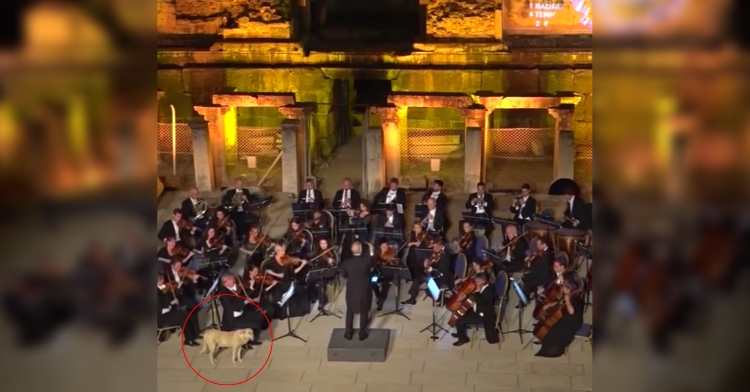 dog crashes orchestra