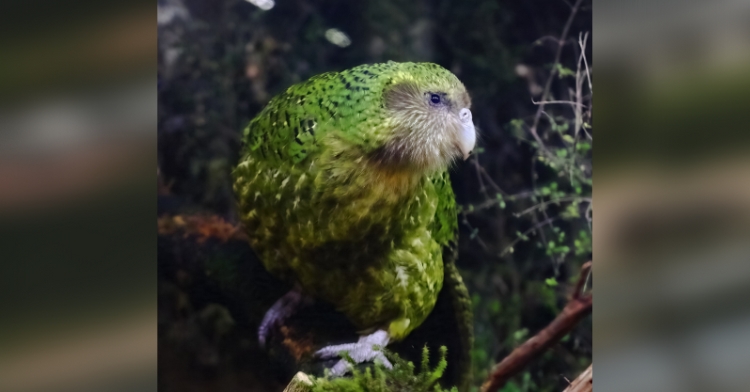 kakapo parrot