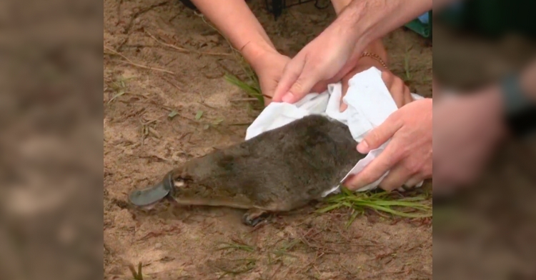 platypus release