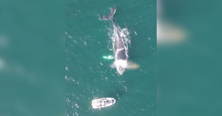 whale and jet ski