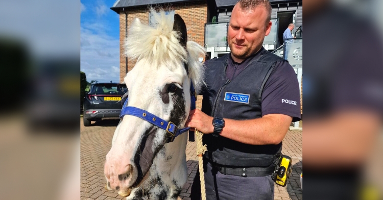 horse rescue