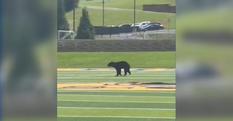 bear football field