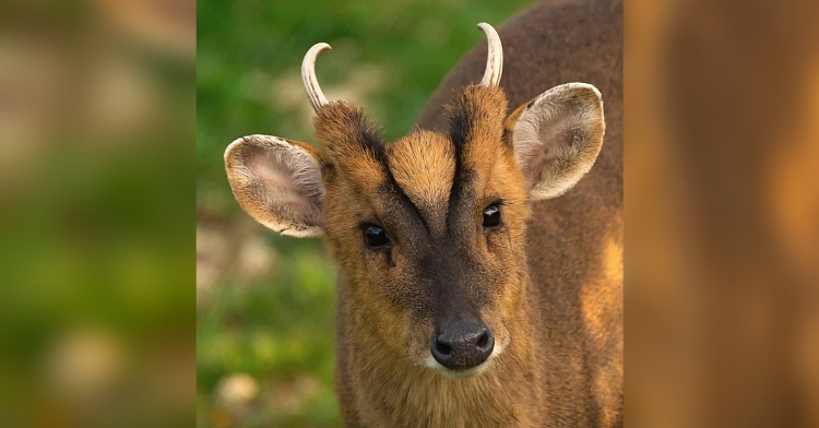 muntjac deer species
