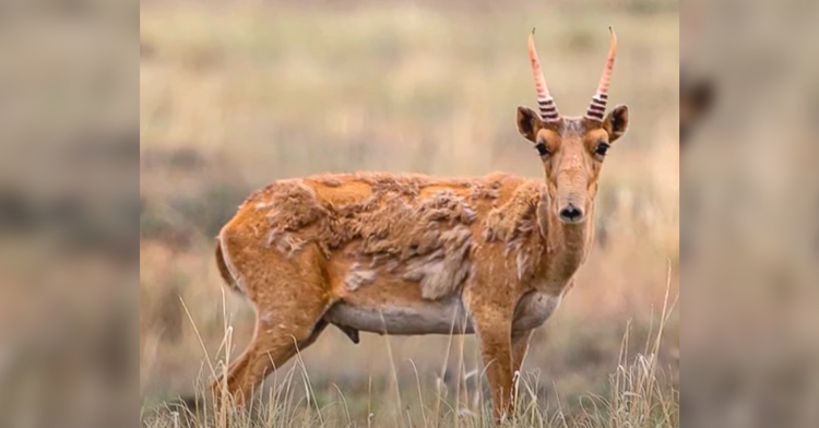 saiga antelope