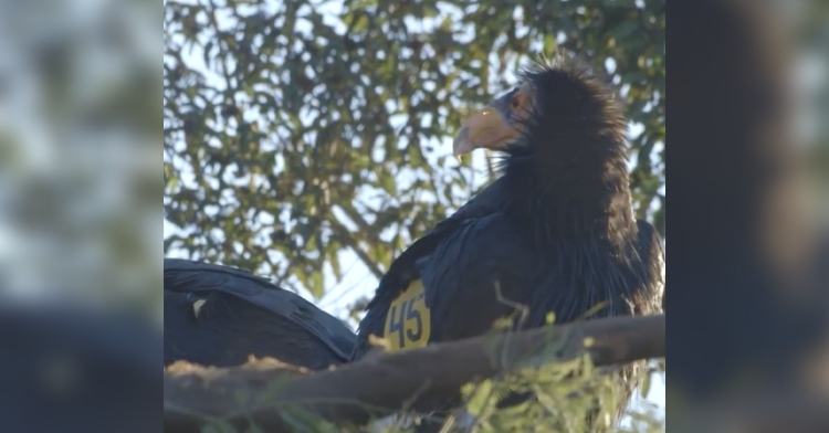 california condor