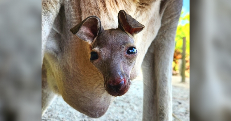 baby kangaroo
