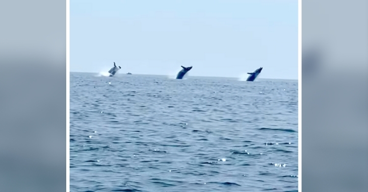 three whales breach