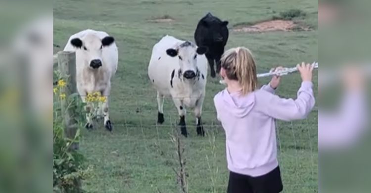 Moosic-Loving Cows Get Impromptu Concert From 11-Yr-Old With Flute.