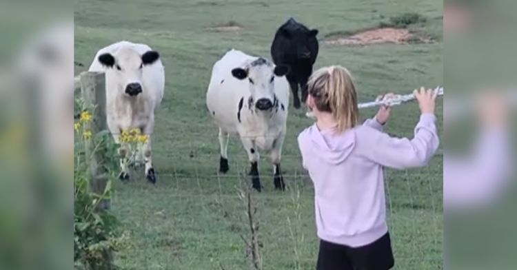 These cows got a flute concert from a young girl.