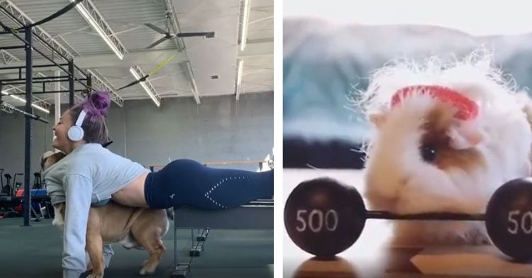 a dog climbing into a woman's sweatshirt as she works out on the left, and a guinea pig with a dumb bell on the right