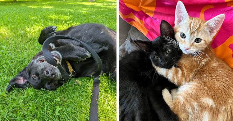 a dog rolling in the grass on the left, a pair of kittens cuddling on the right