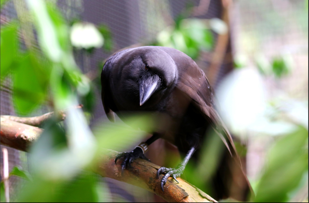 hawaiian crow