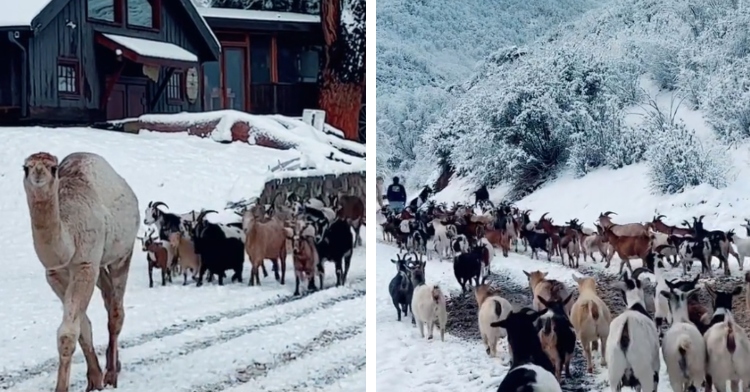 A two-photo collage. The first photo shows a camel leading a herd of goats in the snow. The camel is looking at the camera. In the second photo is a back-view of a large number of goats walking down a snowy path outdoors near beautiful snow-covered trees.
