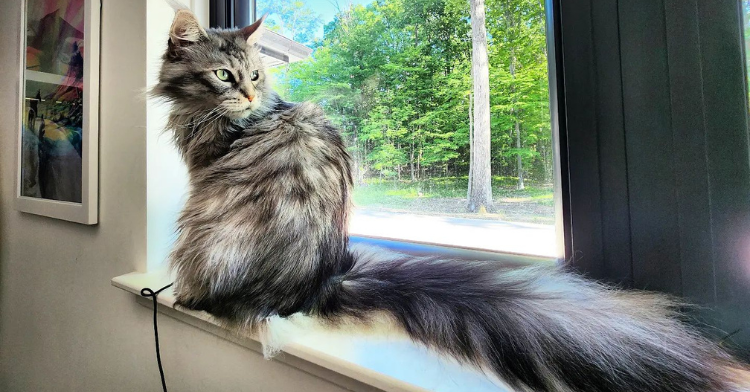 Altair, the cat with the world's longest tail.