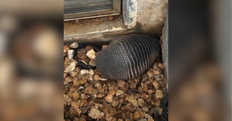 armadillo in basement window well.