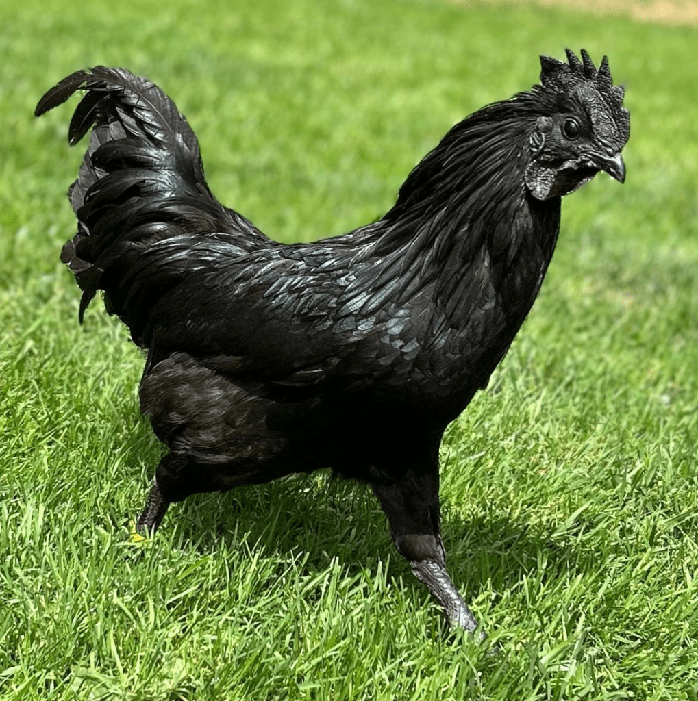 ayam cemani chicken breed