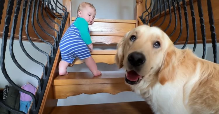 A baby learned how to climb the stairs.