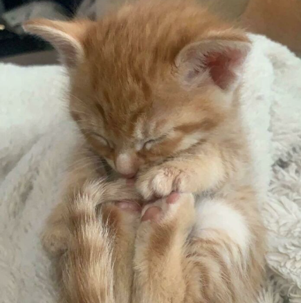 orange cat touches toes