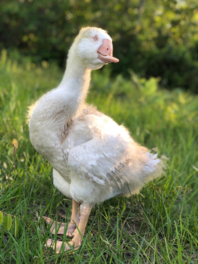 baby blind goose