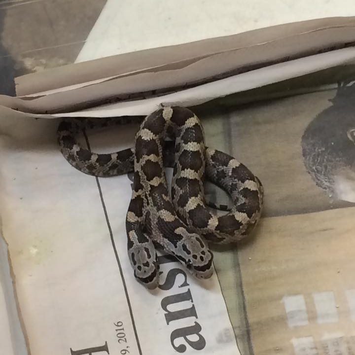 Two-headed snakes as a baby.