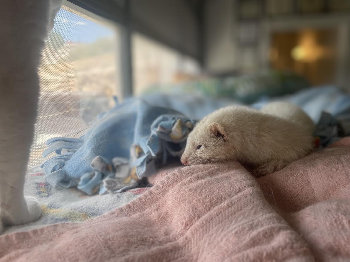 banana pudding the ferret