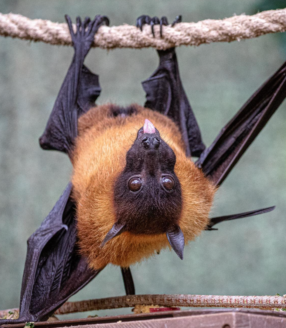 flying fox