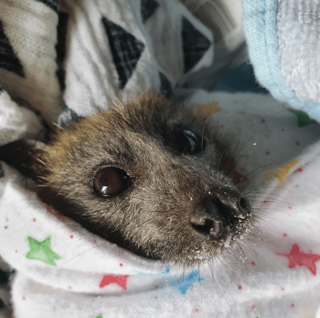 baby flying fox