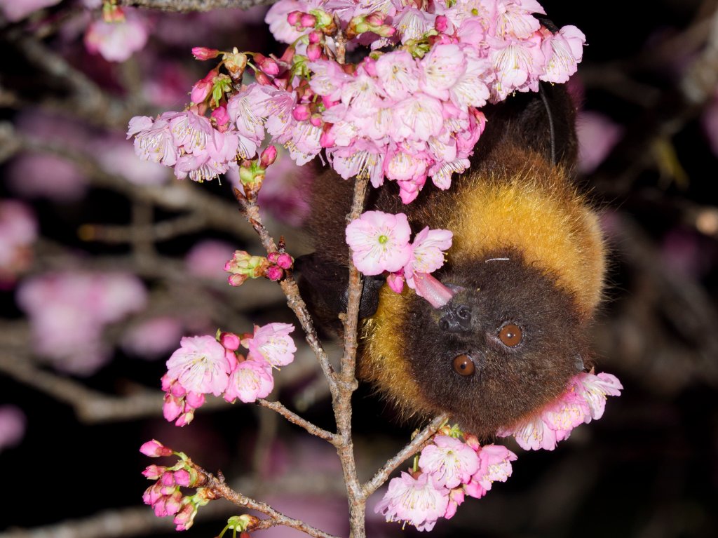 flying fox pollinating flowers