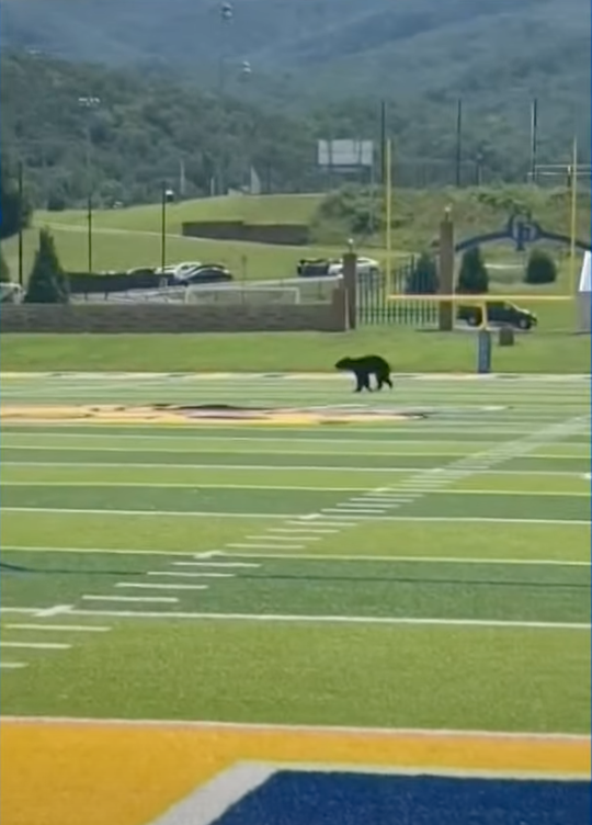 bear runs across football field