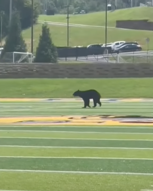 bear on football field