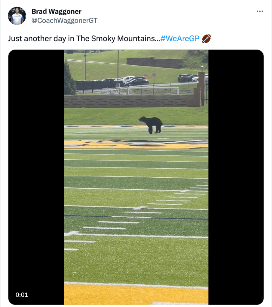 bear football tweet