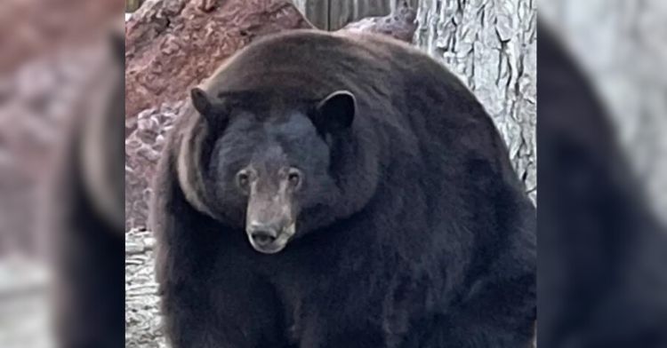 A black bear has been captured after breaking into homes.
